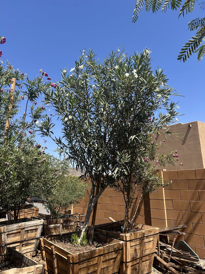 White Oleander Tree 36" Box