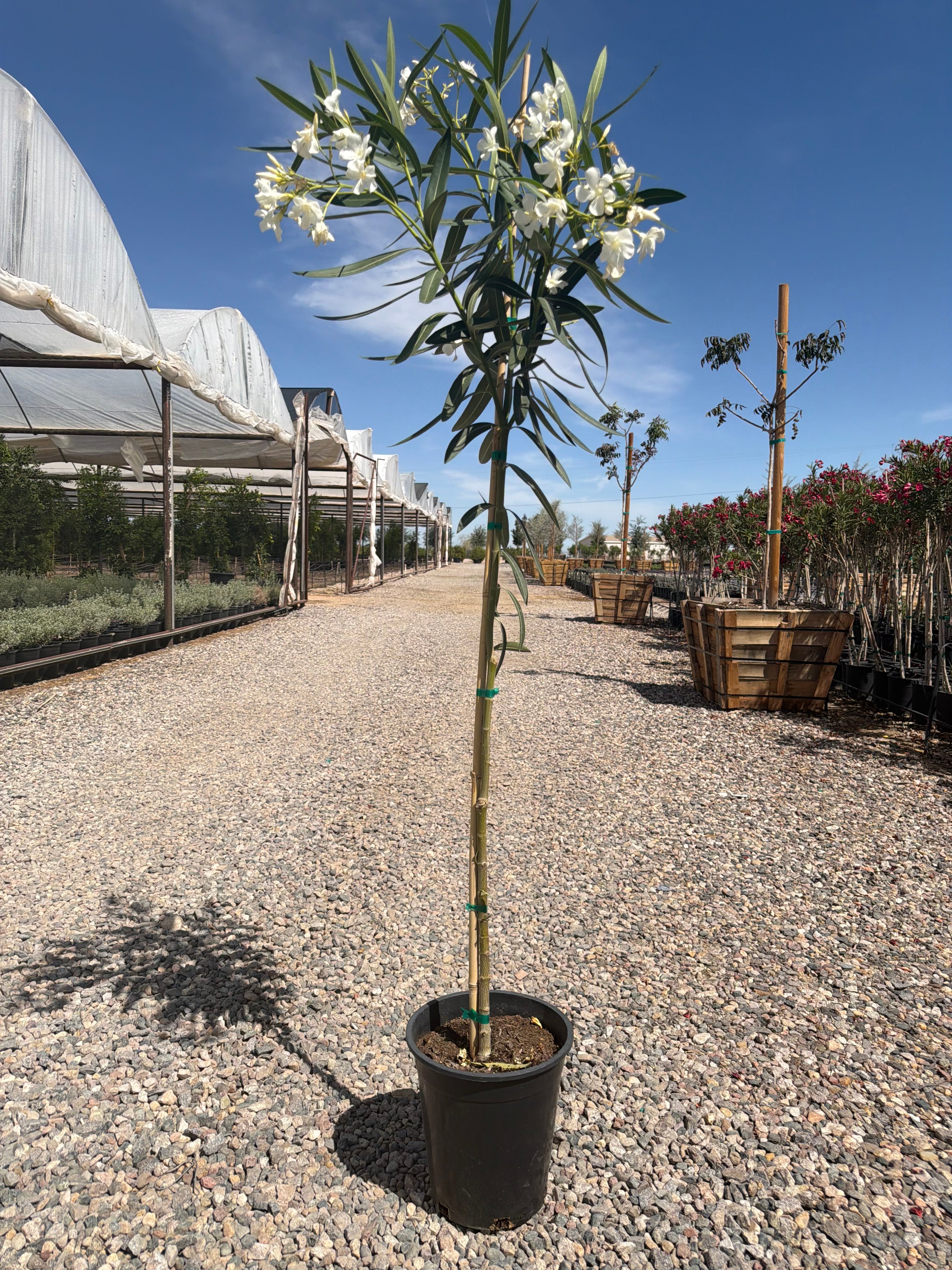 5 gallon White Oleander Tree (Nerium oleander) in nursery pot on gravel — Phoenix, AZ