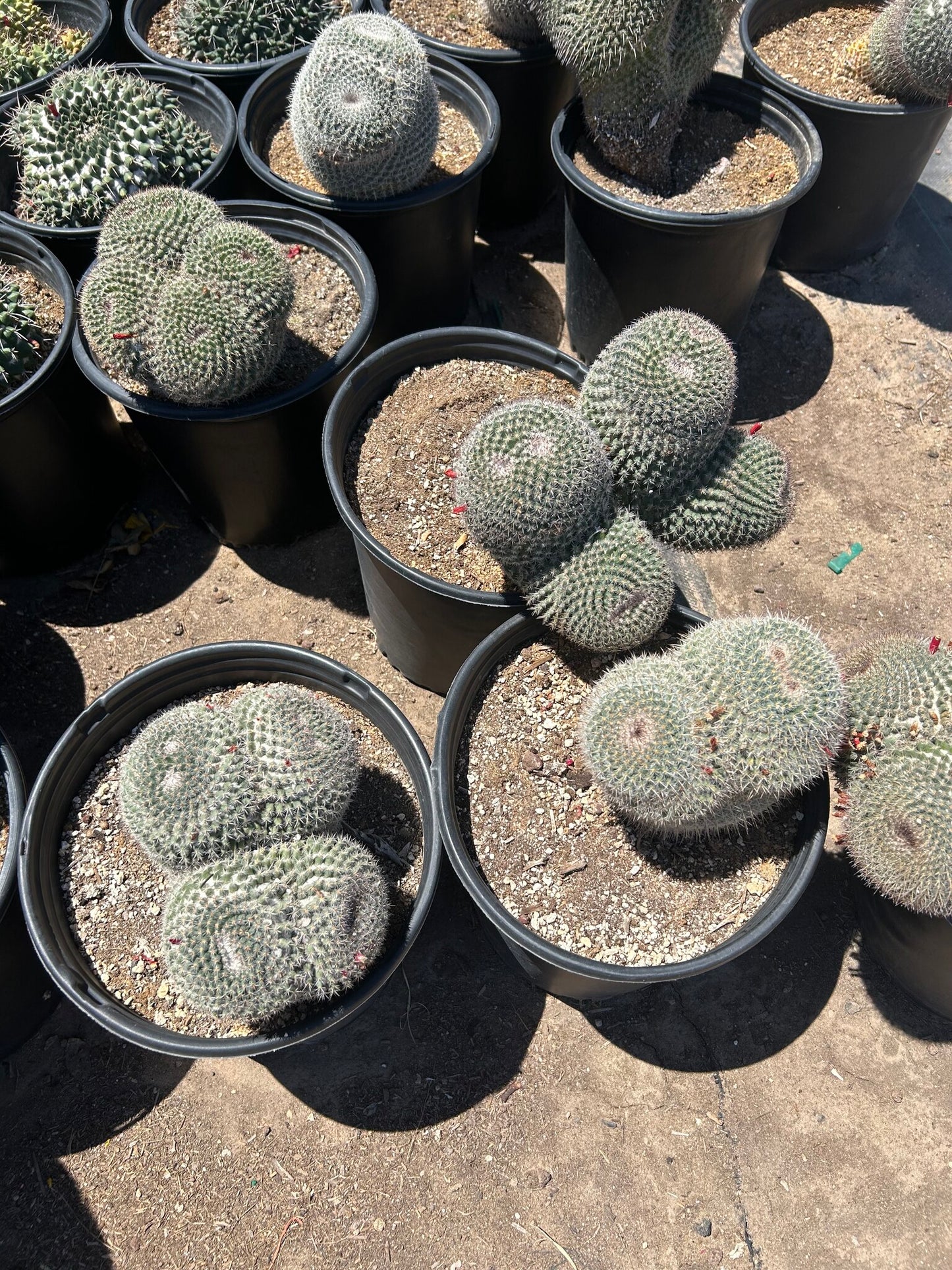 White Owl's Eyes - 3/5 Gallon