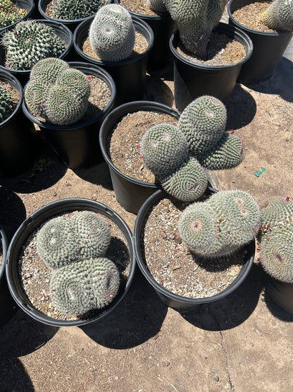 White Owl's Eyes - 3/5 Gallon