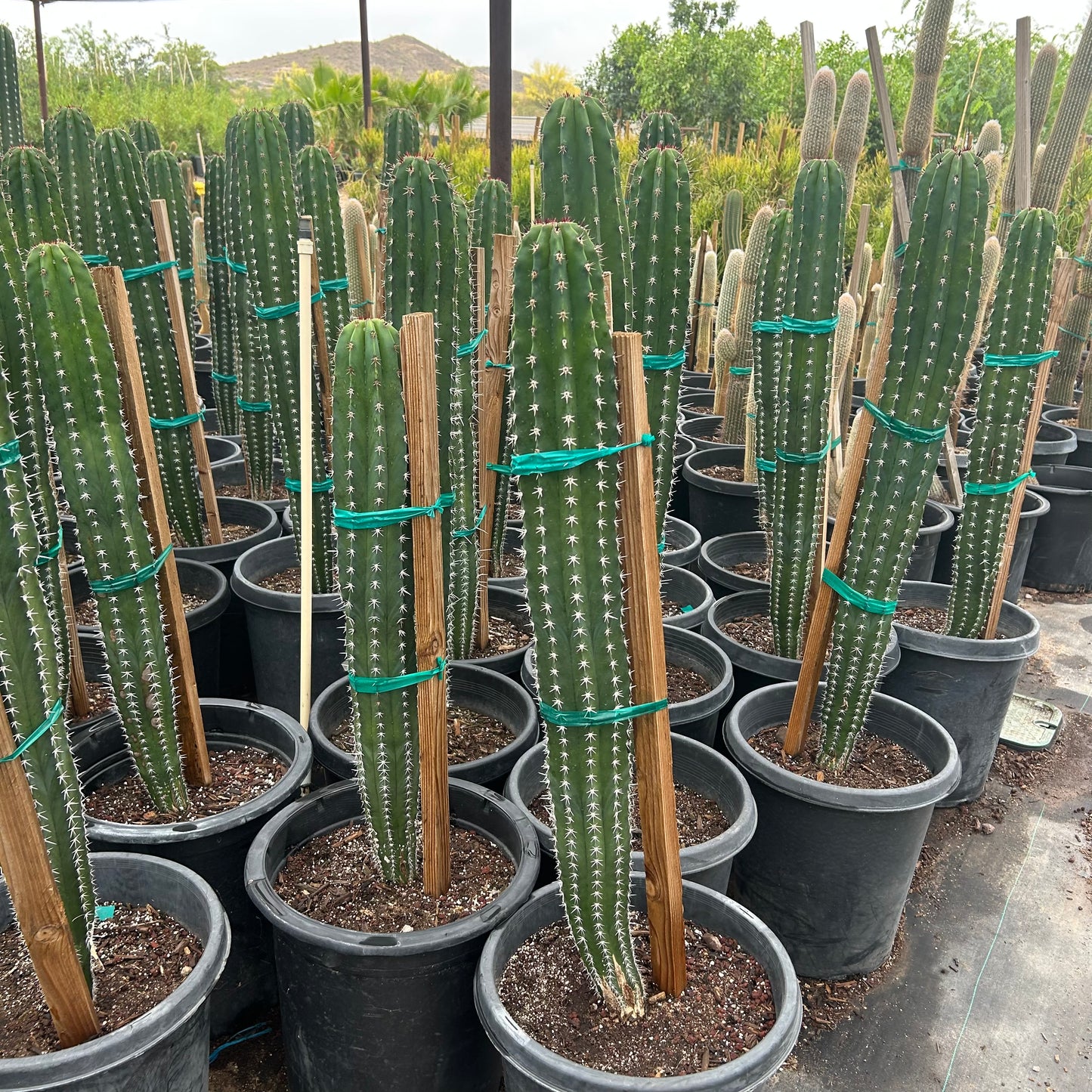 15 gallon White Thorn cactus (Cereus hildmannianus) in nursery pot — Phoenix, AZ