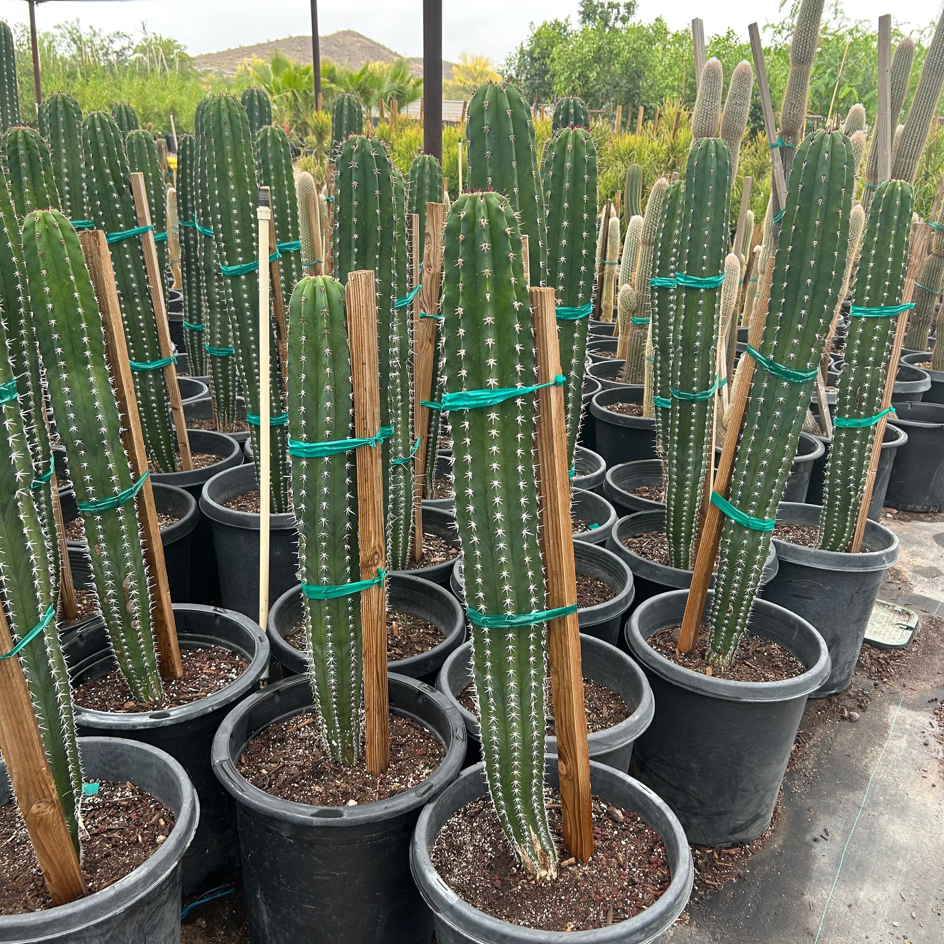 15 gallon White Thorn cactus (Cereus hildmannianus) in nursery pot — Phoenix, AZ