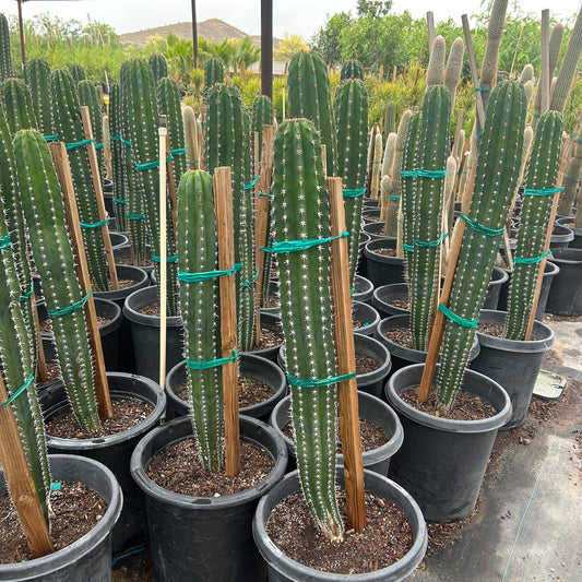 15 gallon White Thorn cactus (Cereus hildmannianus) in nursery pot — Phoenix, AZ
