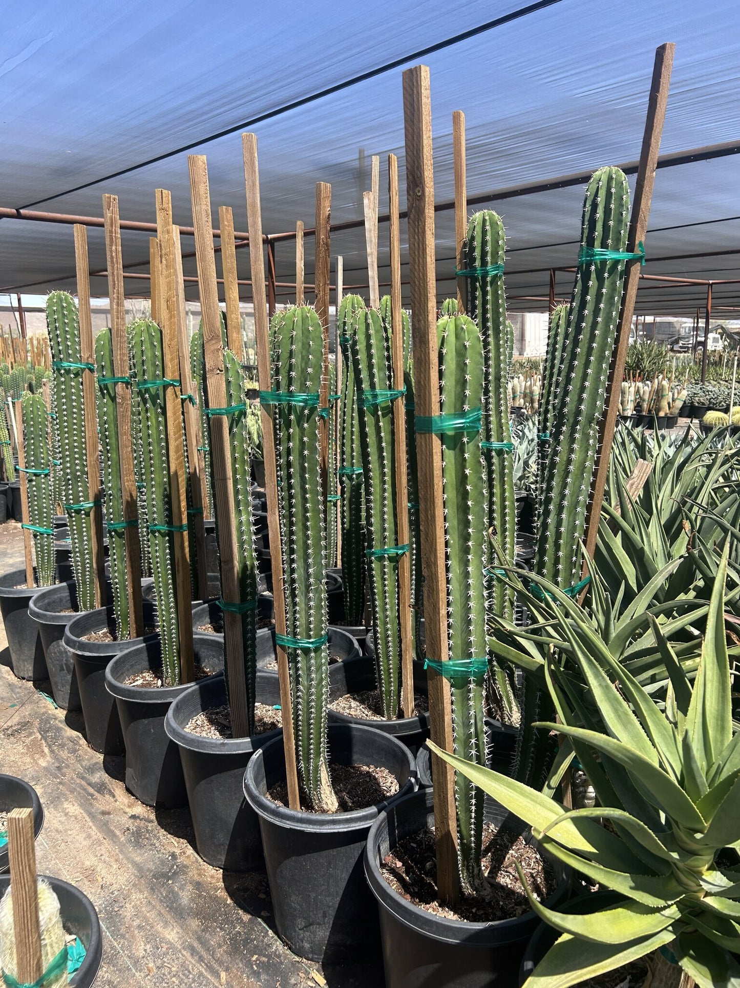 White Thorn Cereus 10/15 Gallon