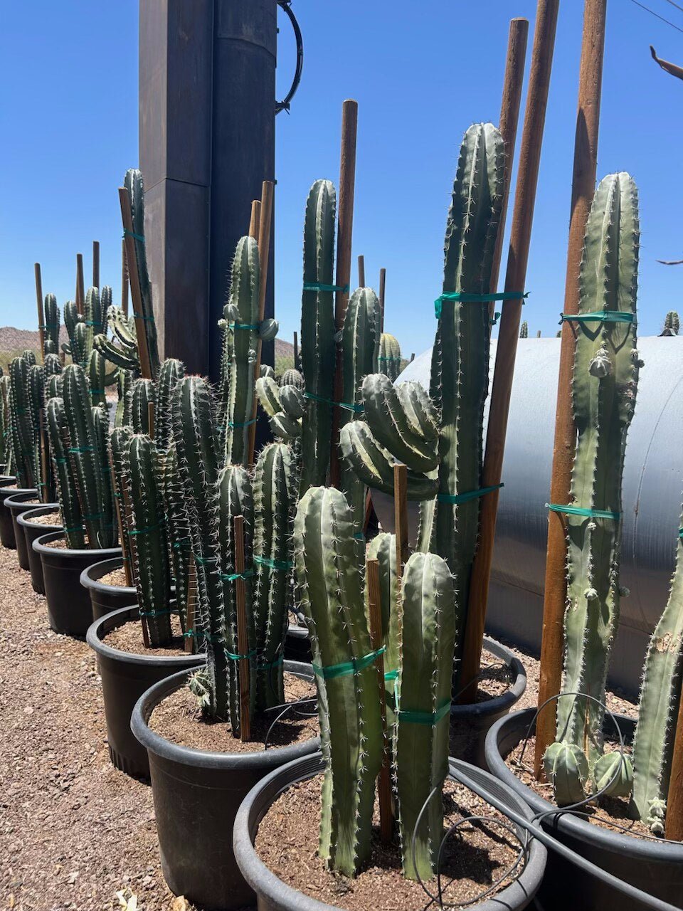 White Thorn Cereus