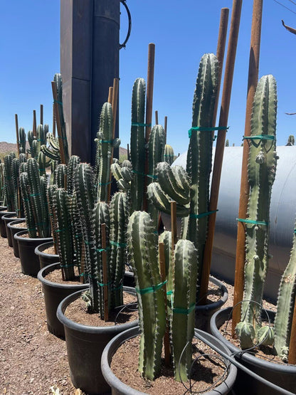 White Thorn Cereus