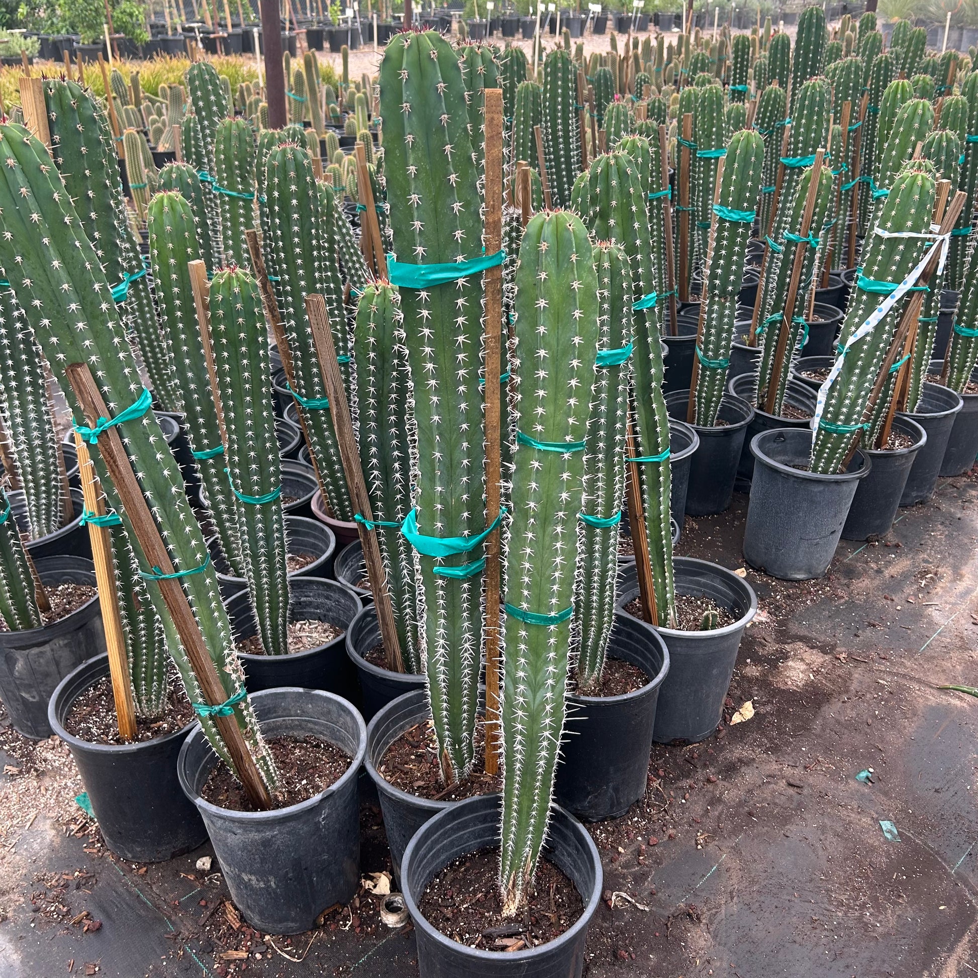 5 gallon White Thorn Cereus cactus (Cereus hildmannianus) in nursery pot — Phoenix, AZ