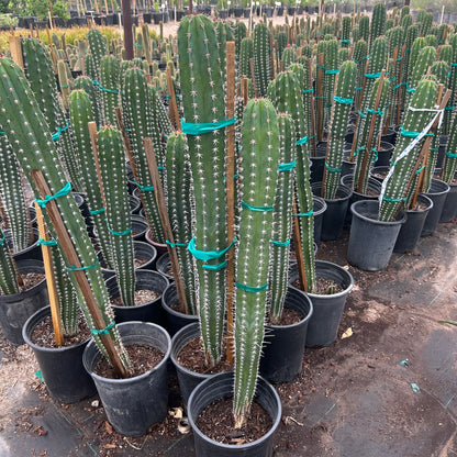 5 gallon White Thorn Cereus cactus (Cereus hildmannianus) in nursery pot — Phoenix, AZ