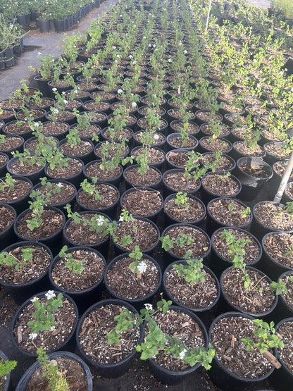 White Trailing Lantana