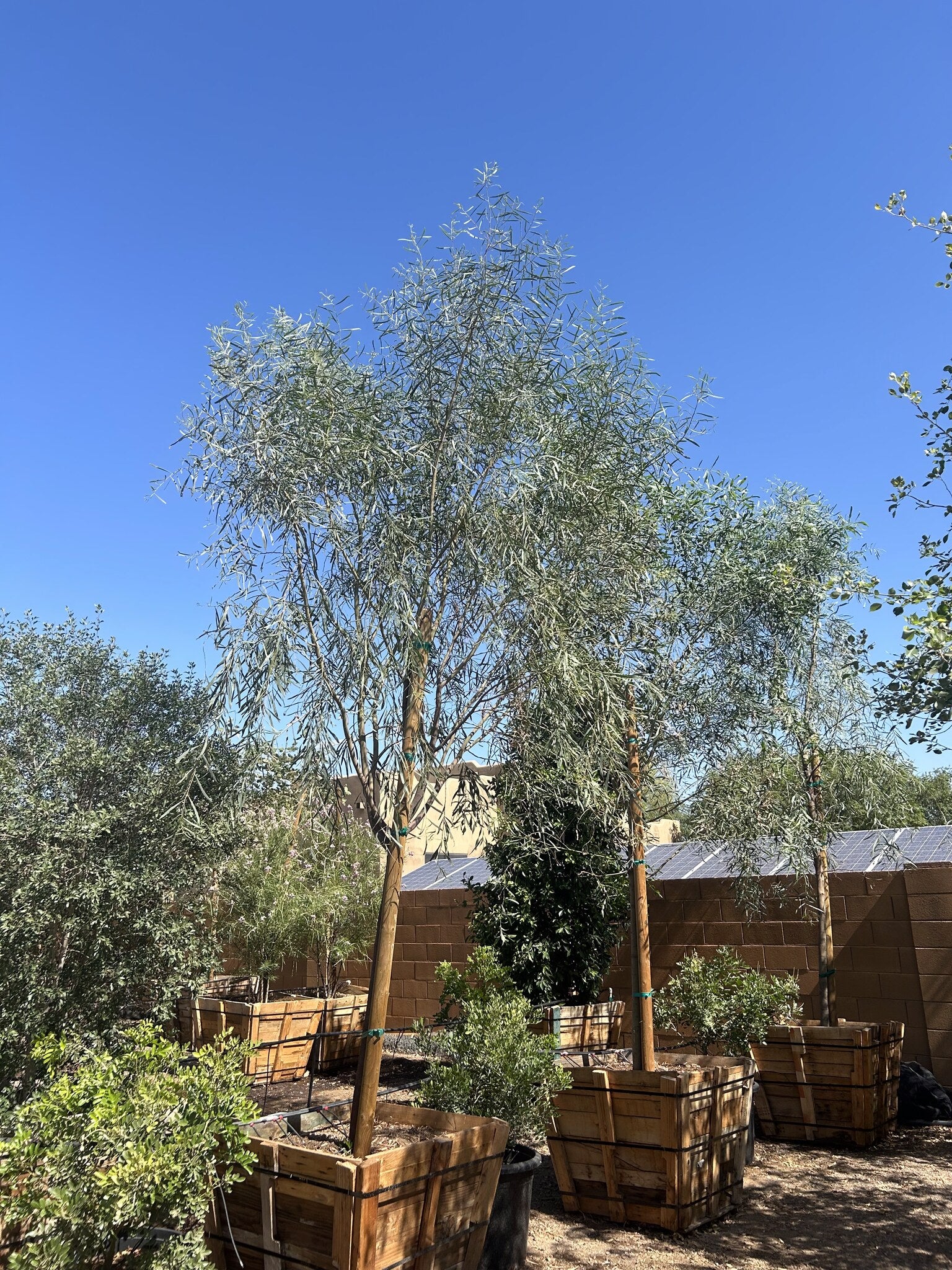 Willow Acacia 36