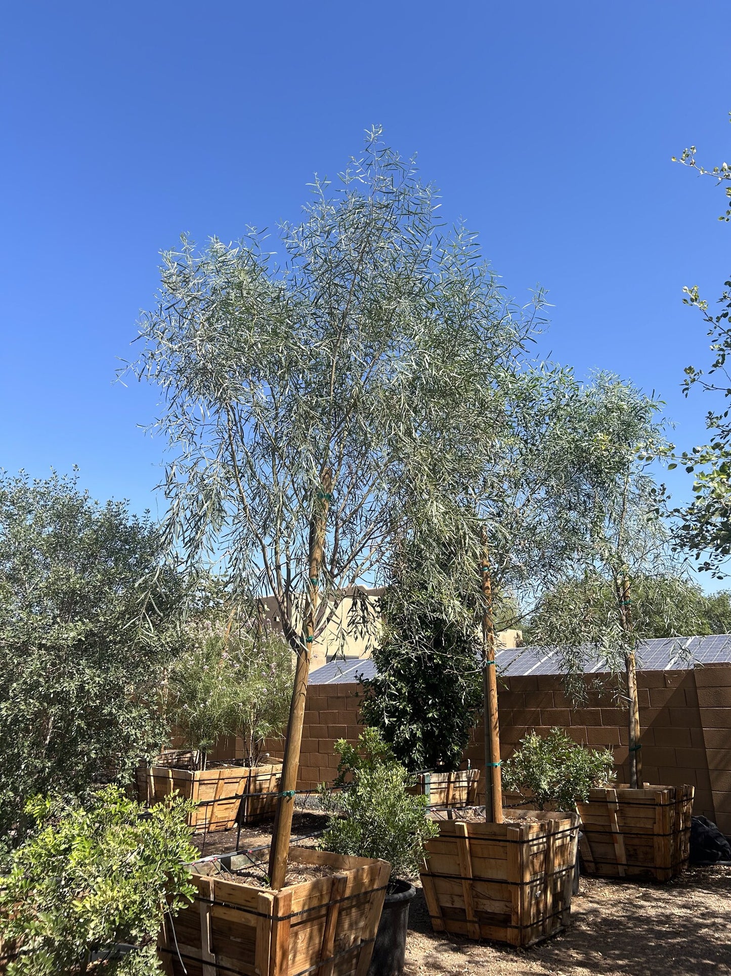 Willow Acacia 36" Box
