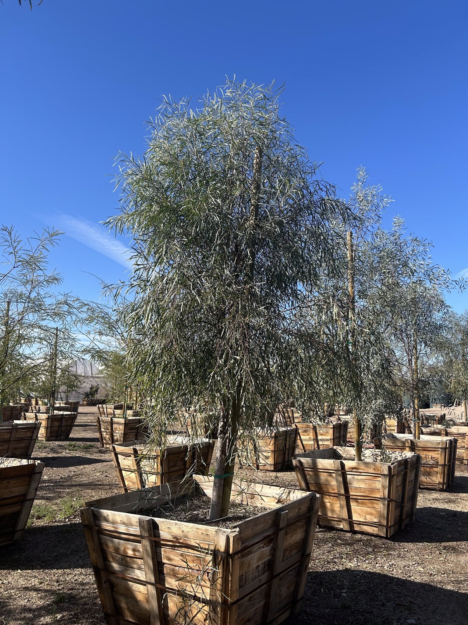 Willow Acacia