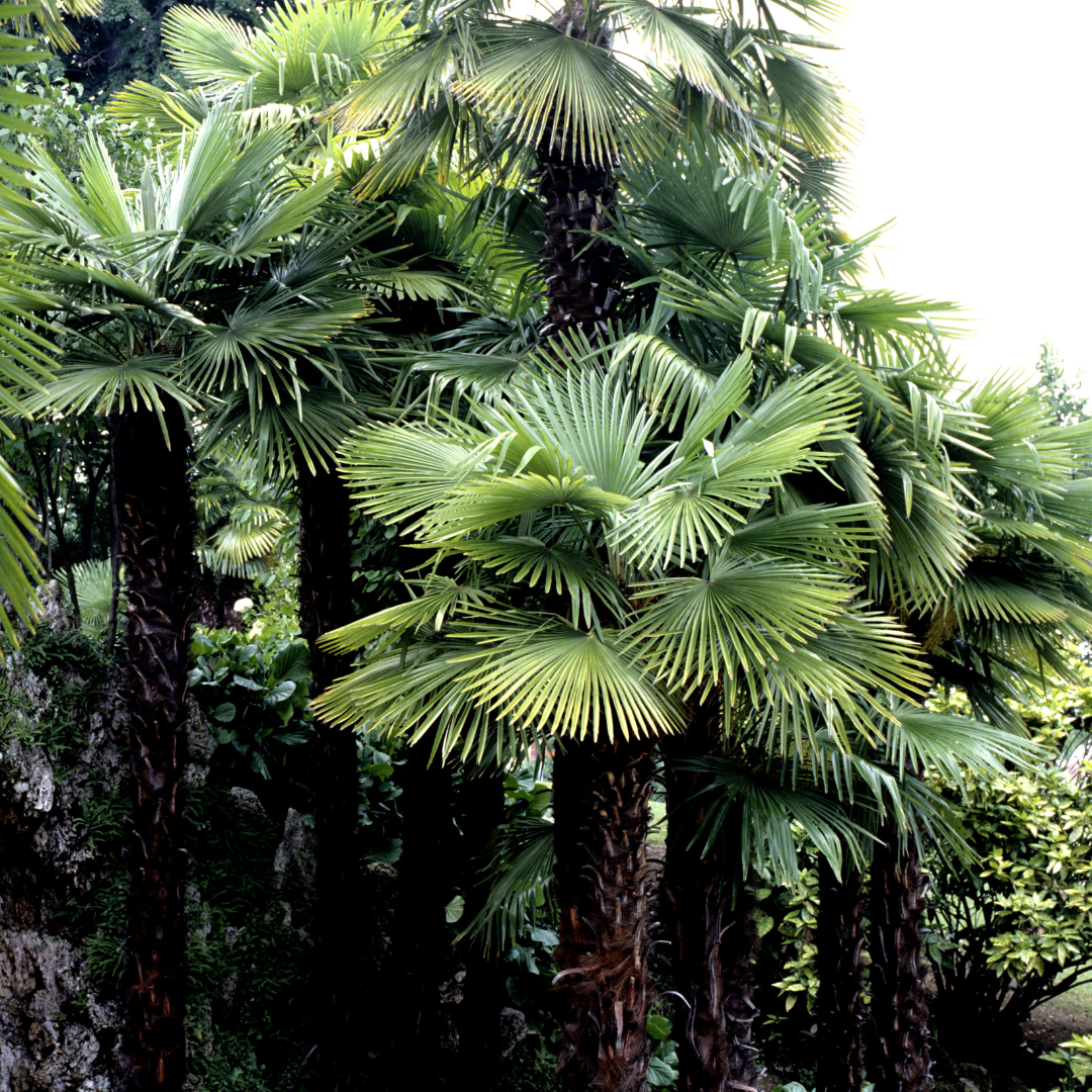 Windmill Palm