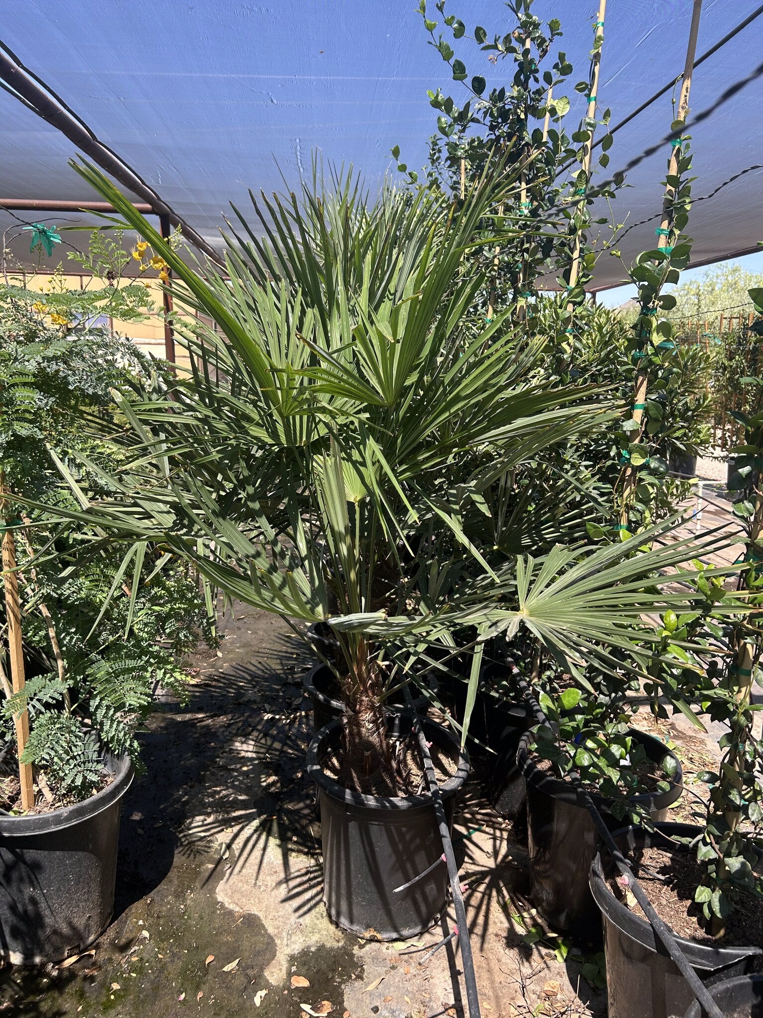 Buy Windmill Palm Phoenix, AZ | Trachycarpus fortunei | Three