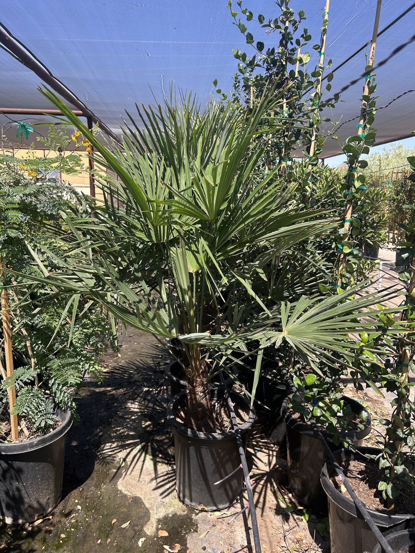 Windmill Palm 10/15 Gallon