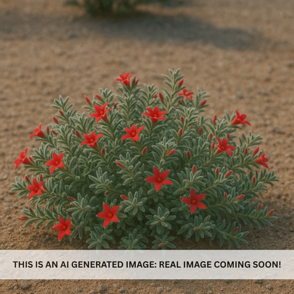 Winter Blaze' Emu Bush