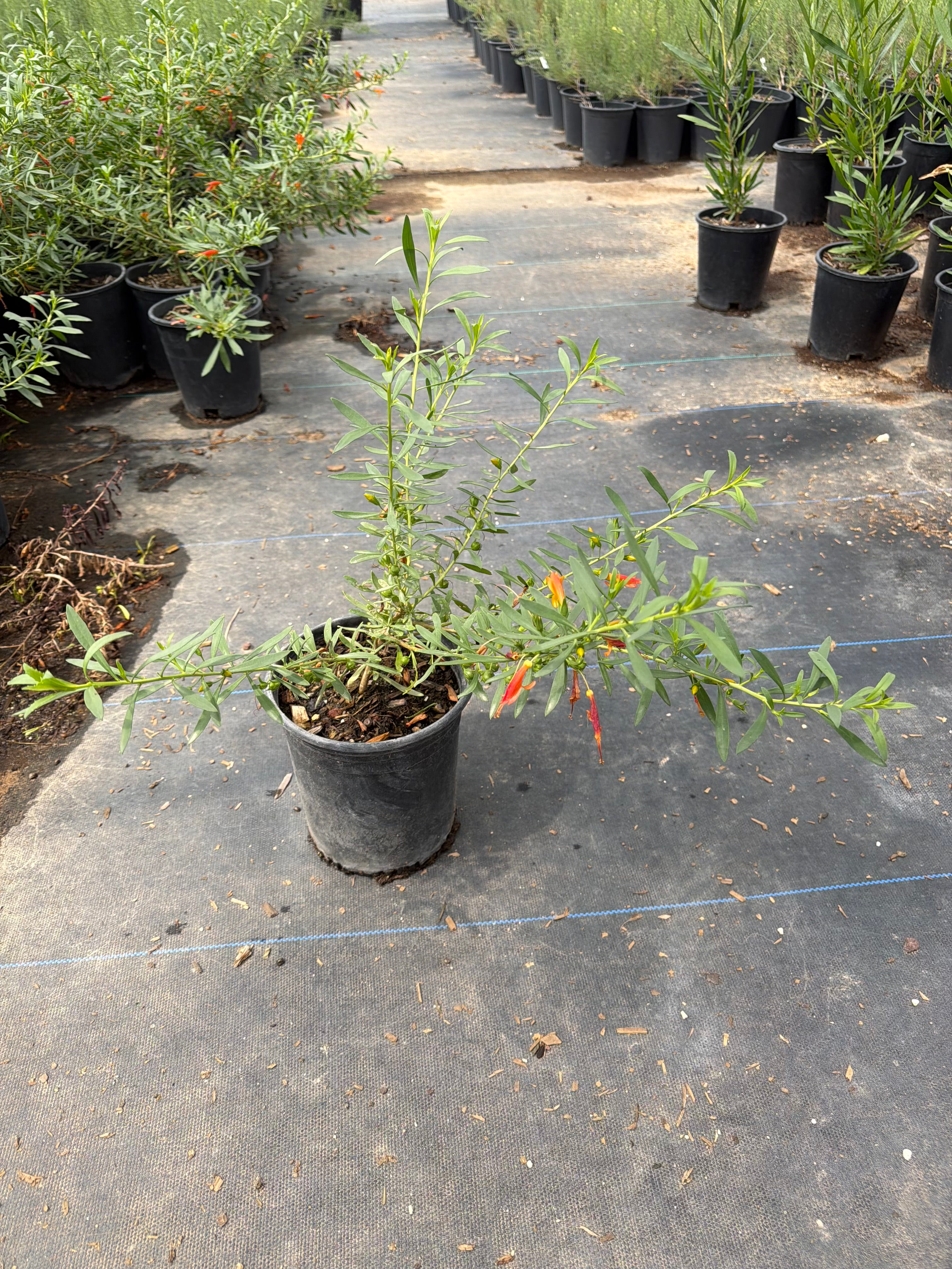 Buy Winter Blaze Emu Bush Phoenix, AZ | Eremophila | Three Timbers
