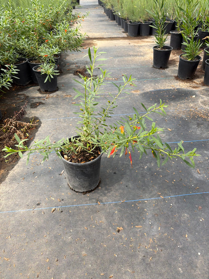 1 gallon Winter Blaze Eremophila (Eremophila 'Winter Blaze') in nursery pot — Phoenix, AZ