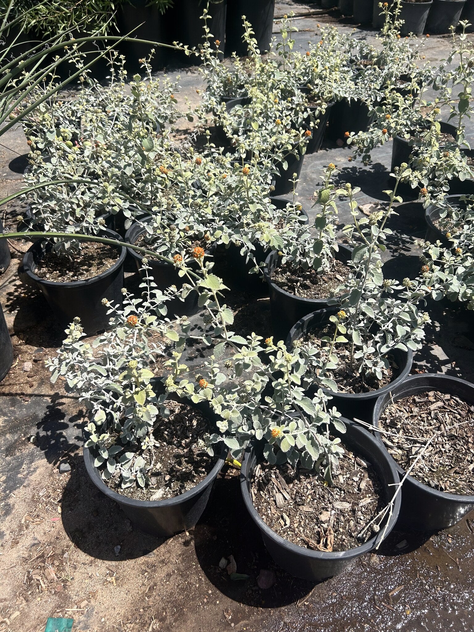 Wooly Butterfly Bush