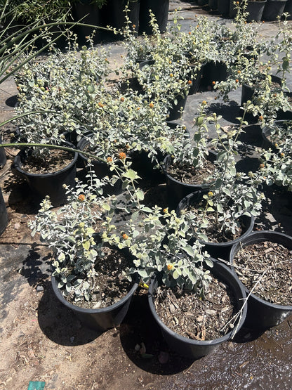 Wooly Butterfly Bush