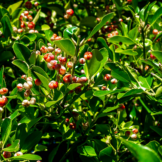 Yaupon Holly