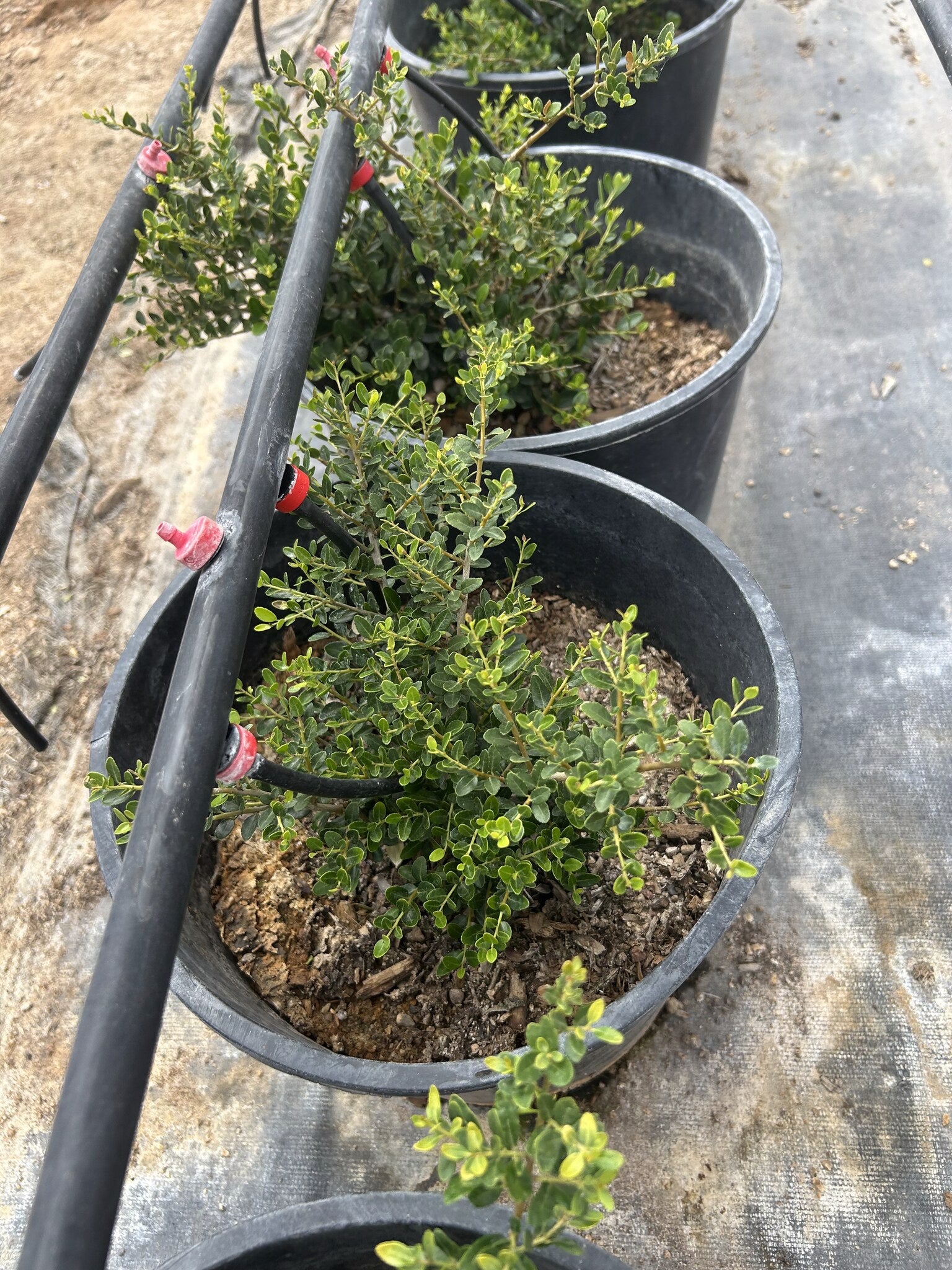 Buy Yaupon Holly Phoenix, AZ | Ilex vomitoria | Three Timbers