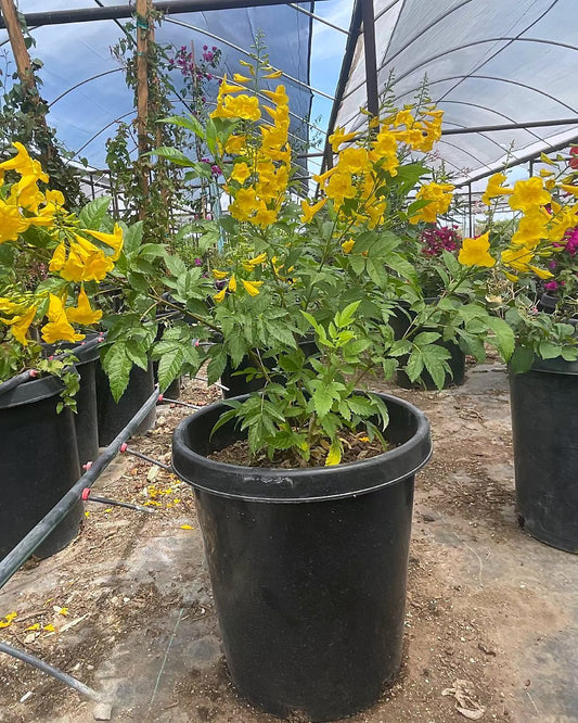 Arizona Yellow Bells 15 gallon