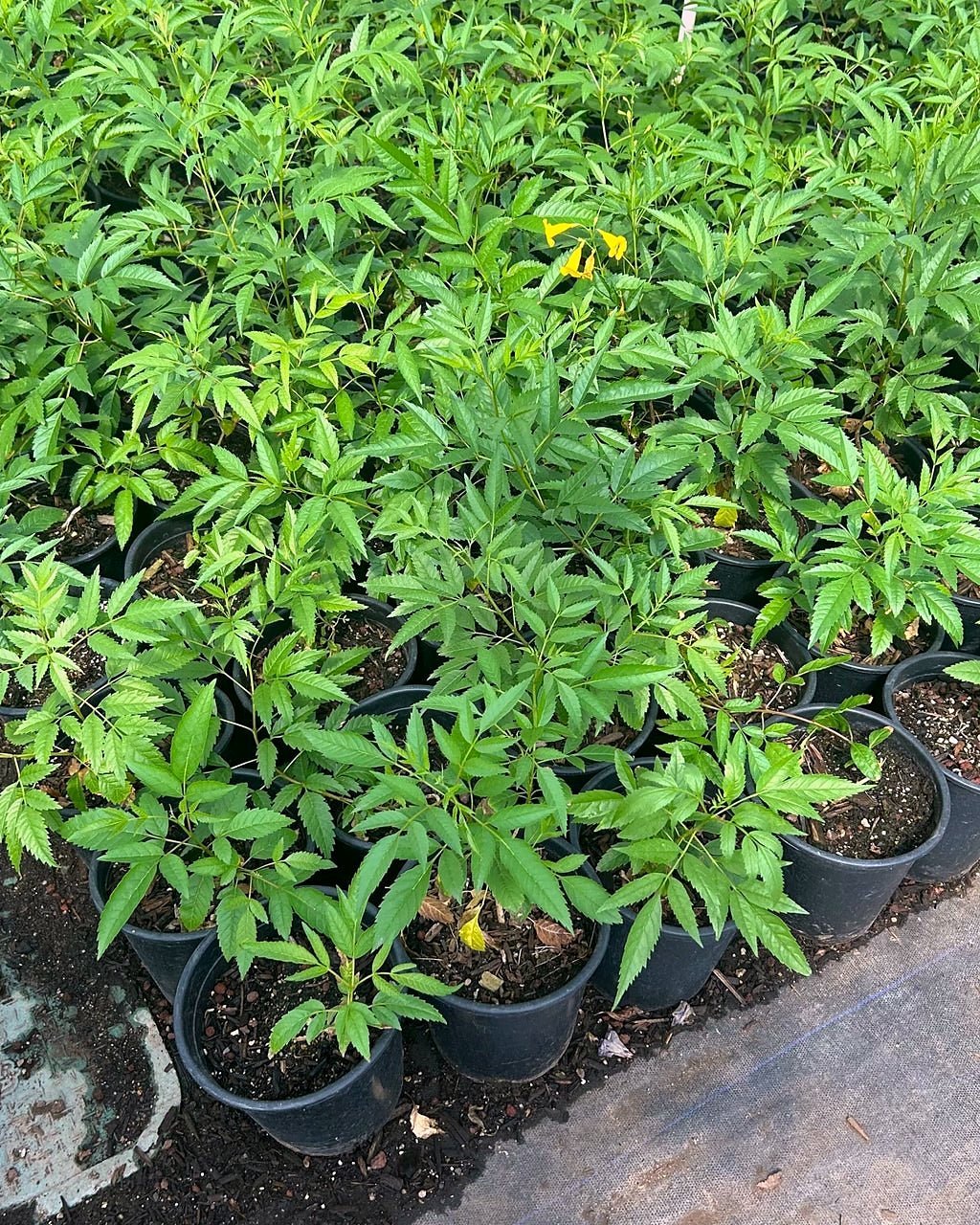 Arizona Yellow Bells 1 gallon
