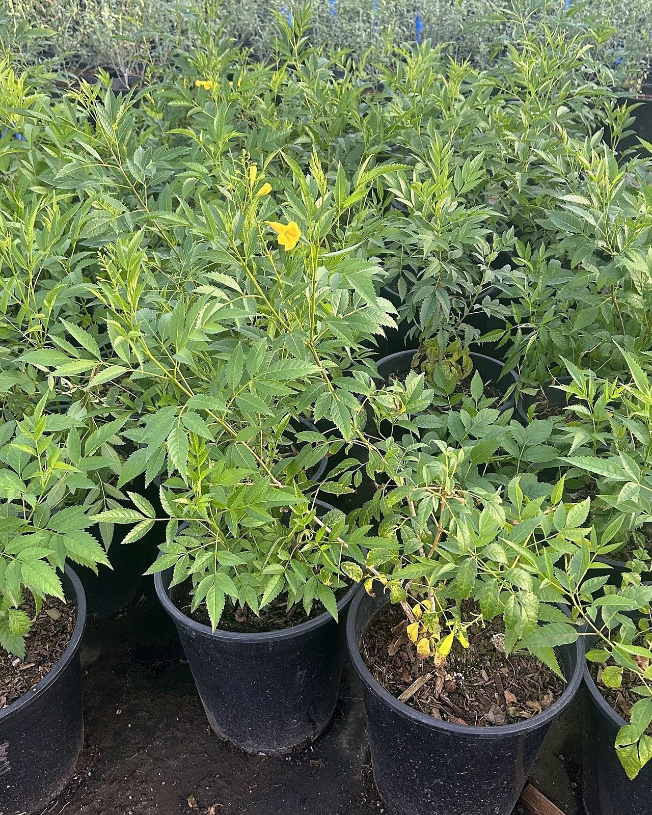 Yellow Bells shrub covered in bright yellow trumpet blooms