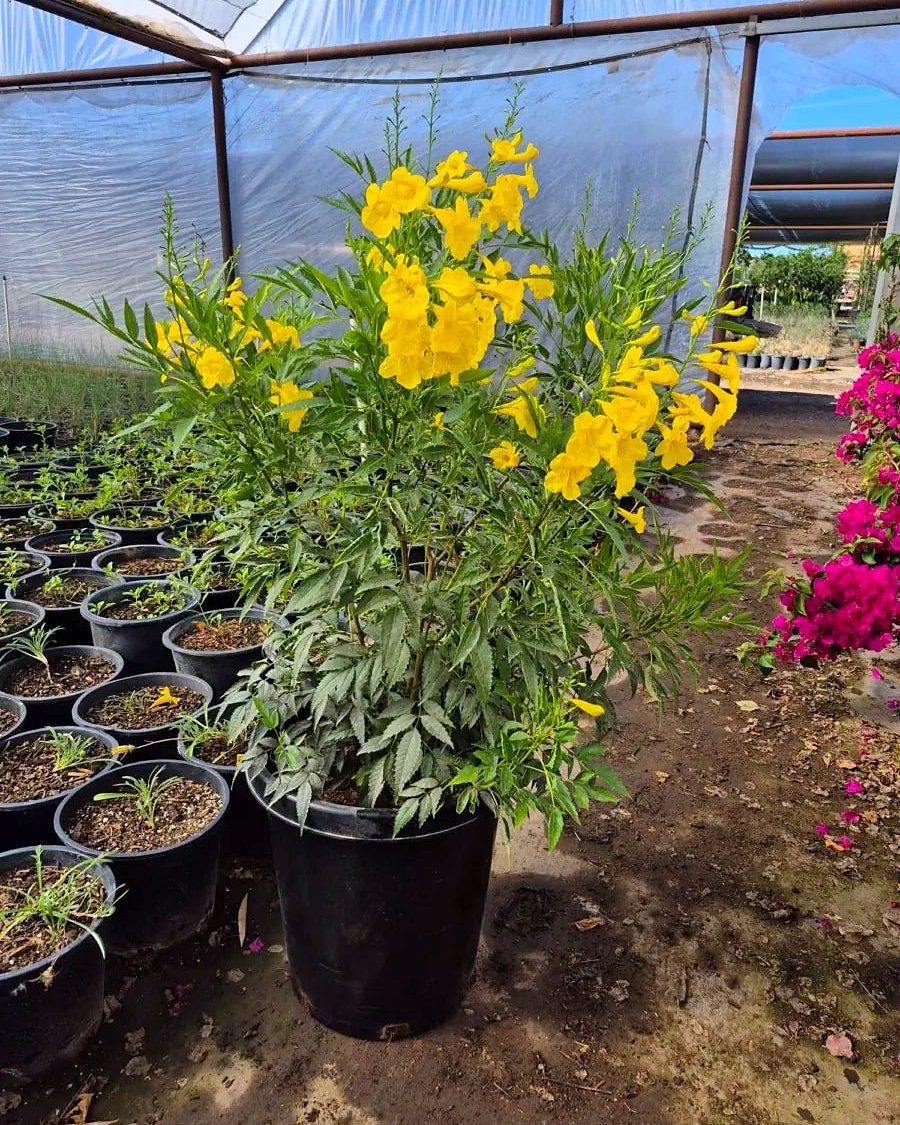 15 gallon Yellow Bells (Tecoma stans) flowering in nursery greenhouse, Phoenix, AZ