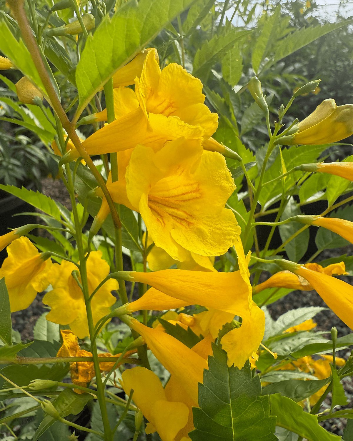 Arizona Yellow Bells flowers