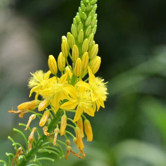 Yellow Bulbine