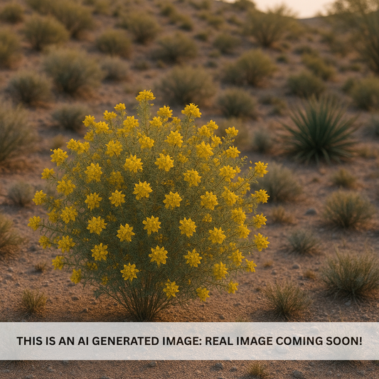Yellow Dalea