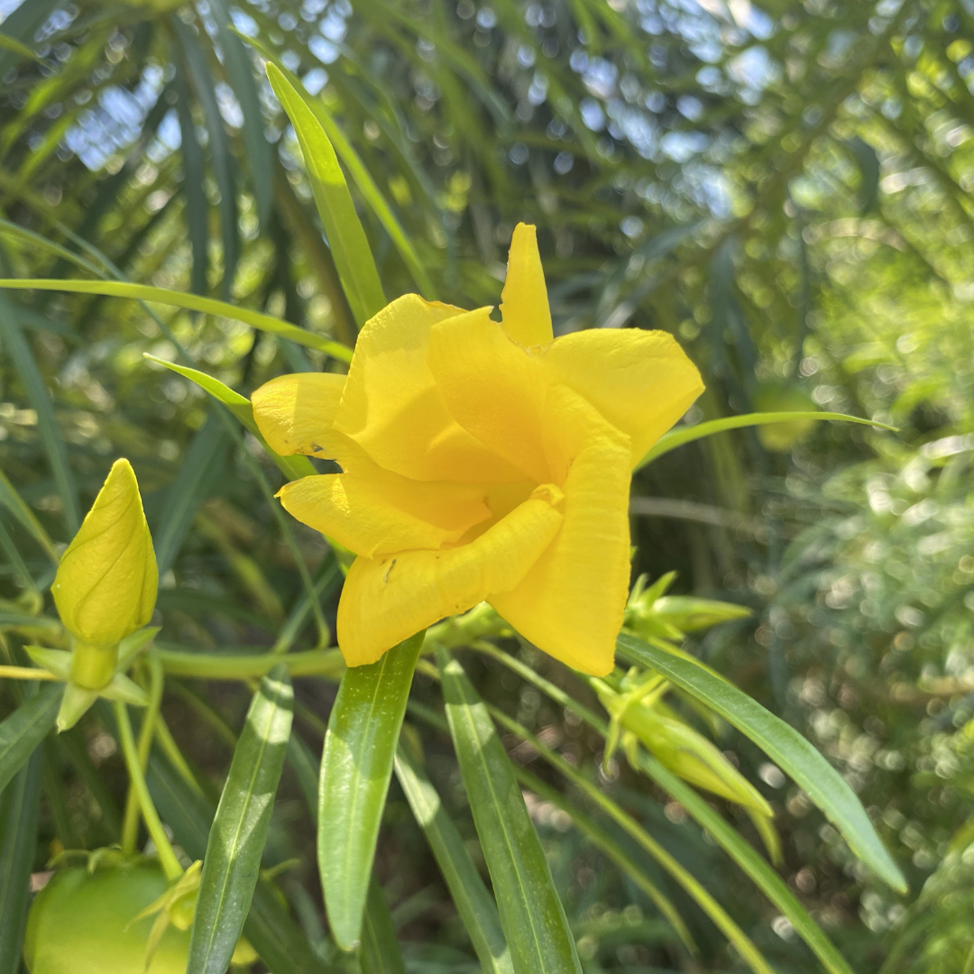 Yellow Oleander