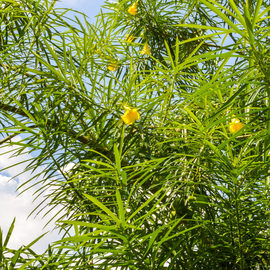 Yellow Oleander Tree