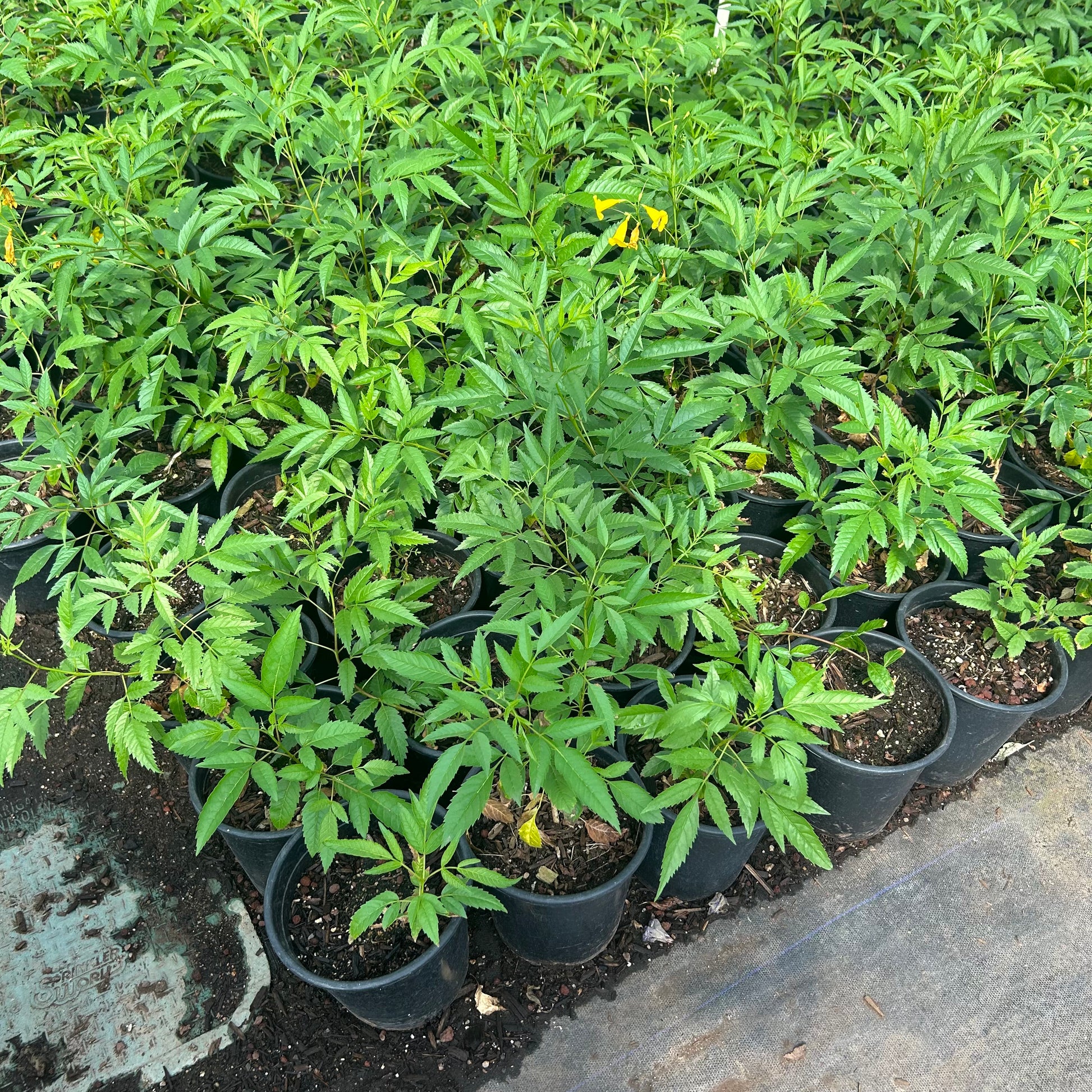 1 gallon Yellow Bell (Tecoma stans) in nursery pot — Phoenix, AZ