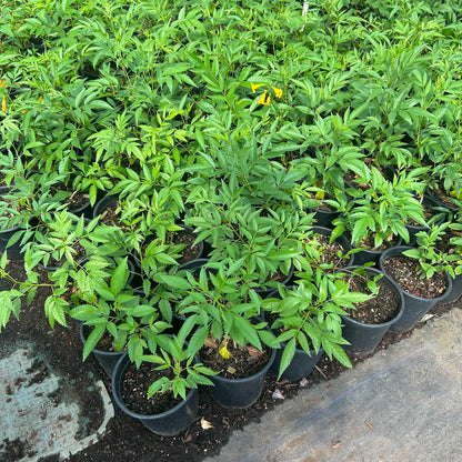1 gallon Yellow Bell (Tecoma stans) in nursery pot — Phoenix, AZ