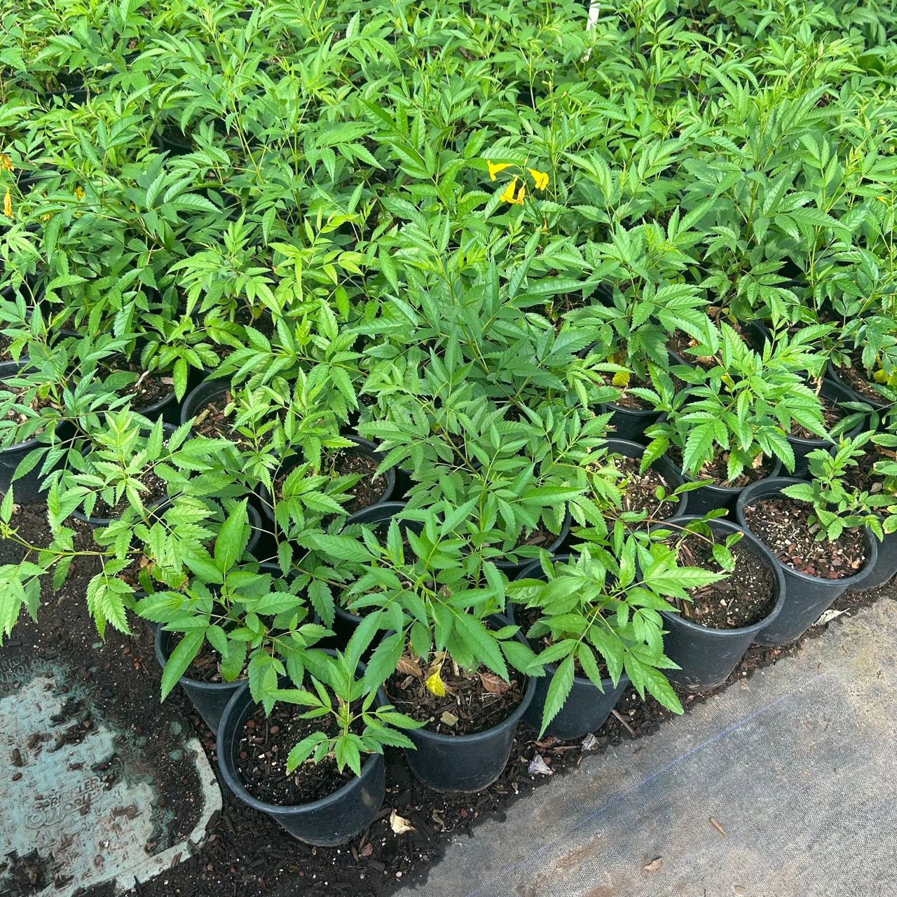 arizona plants for pots Buy Yellow Bells Phoenix, AZ | Tecoma stans