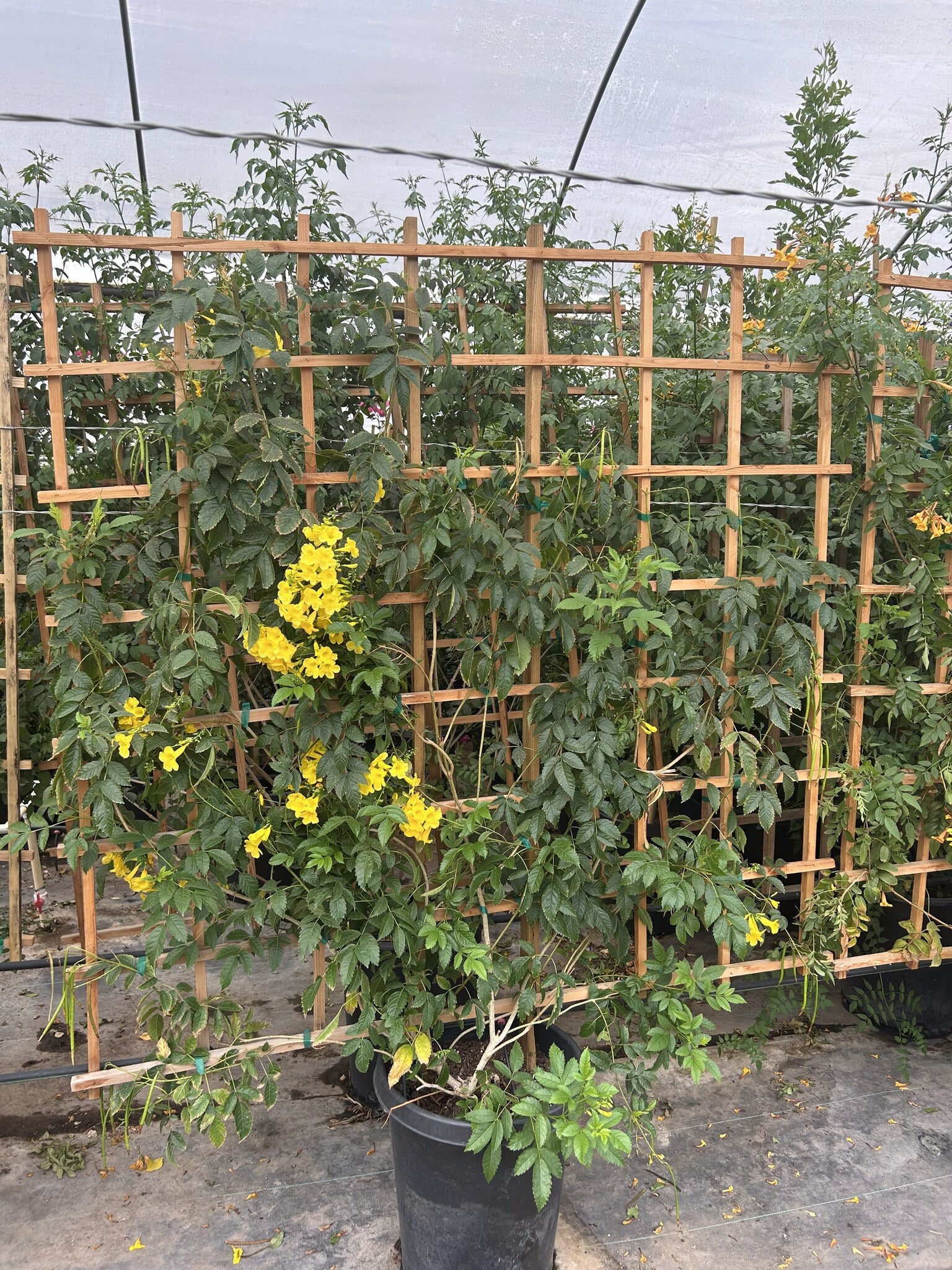 Yellow Bells Staked - 10/15 Gallon
