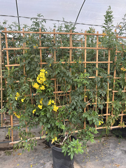 Yellow Bells Staked - 10/15 Gallon