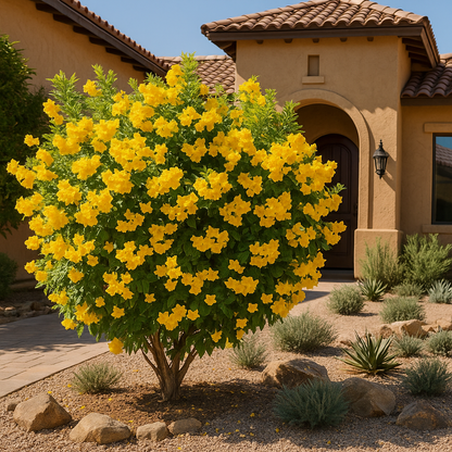 Yellow Bells (wide leaf) Espalier