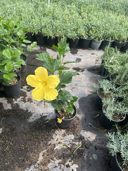 Yellow Hibiscus 1 Gallon
