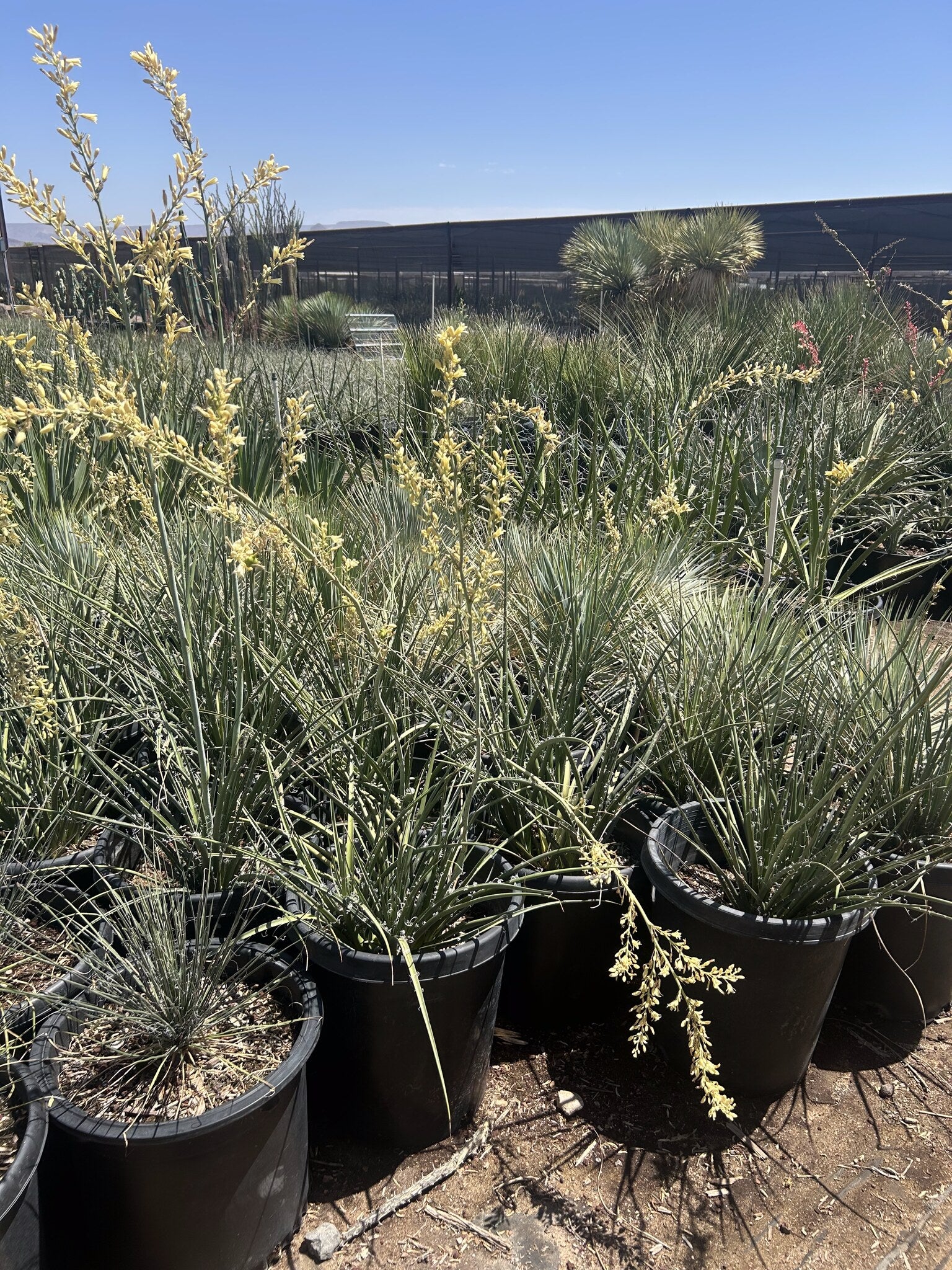 Yellow Yucca 10/15 Gallon