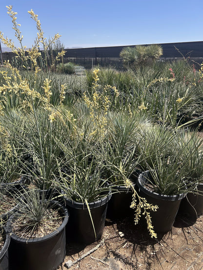 Yellow Yucca 10/15 Gallon