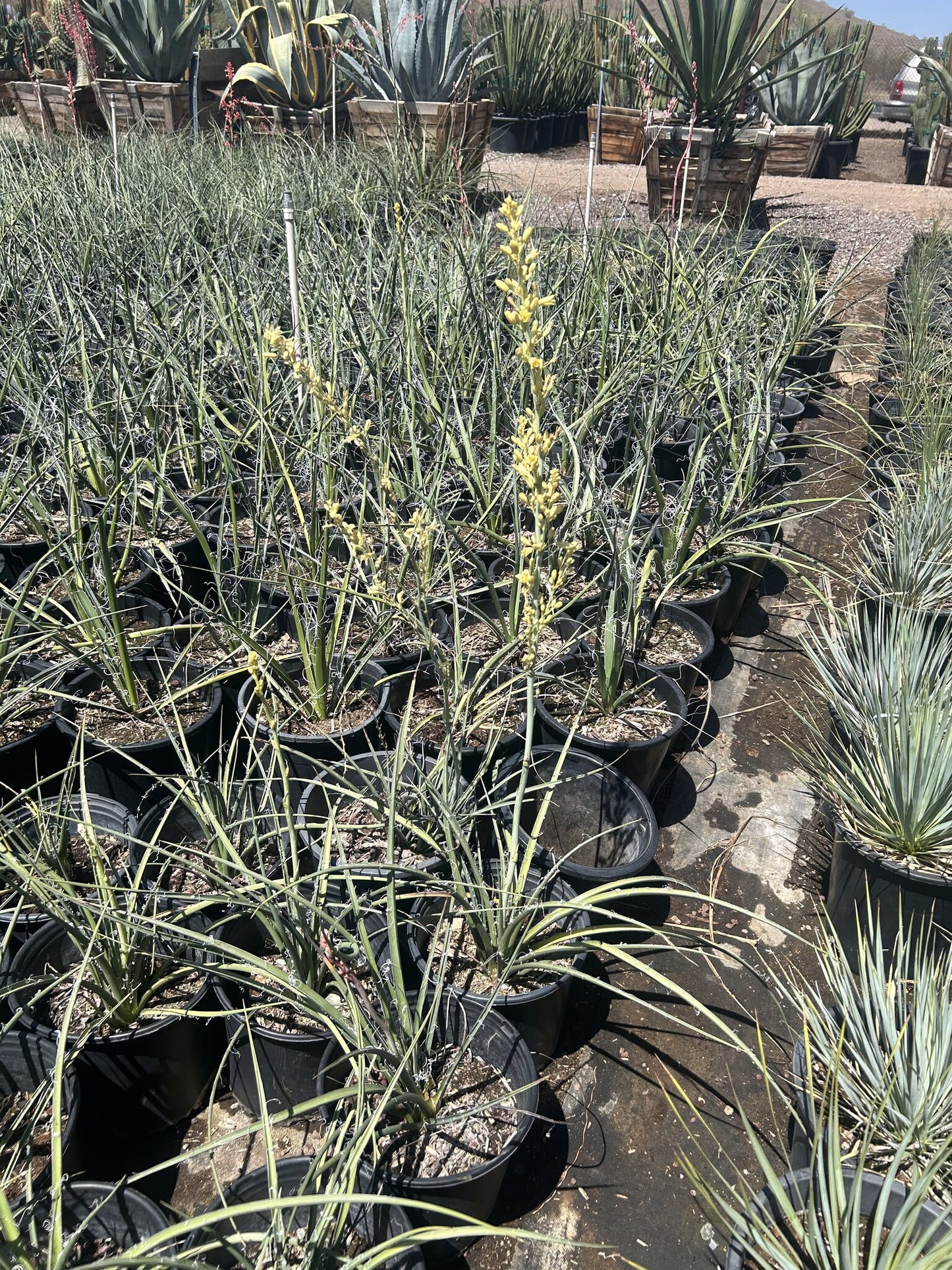 Yellow Yucca