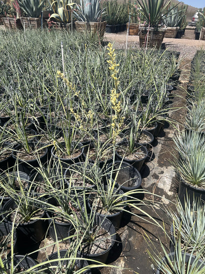 Yellow Yucca