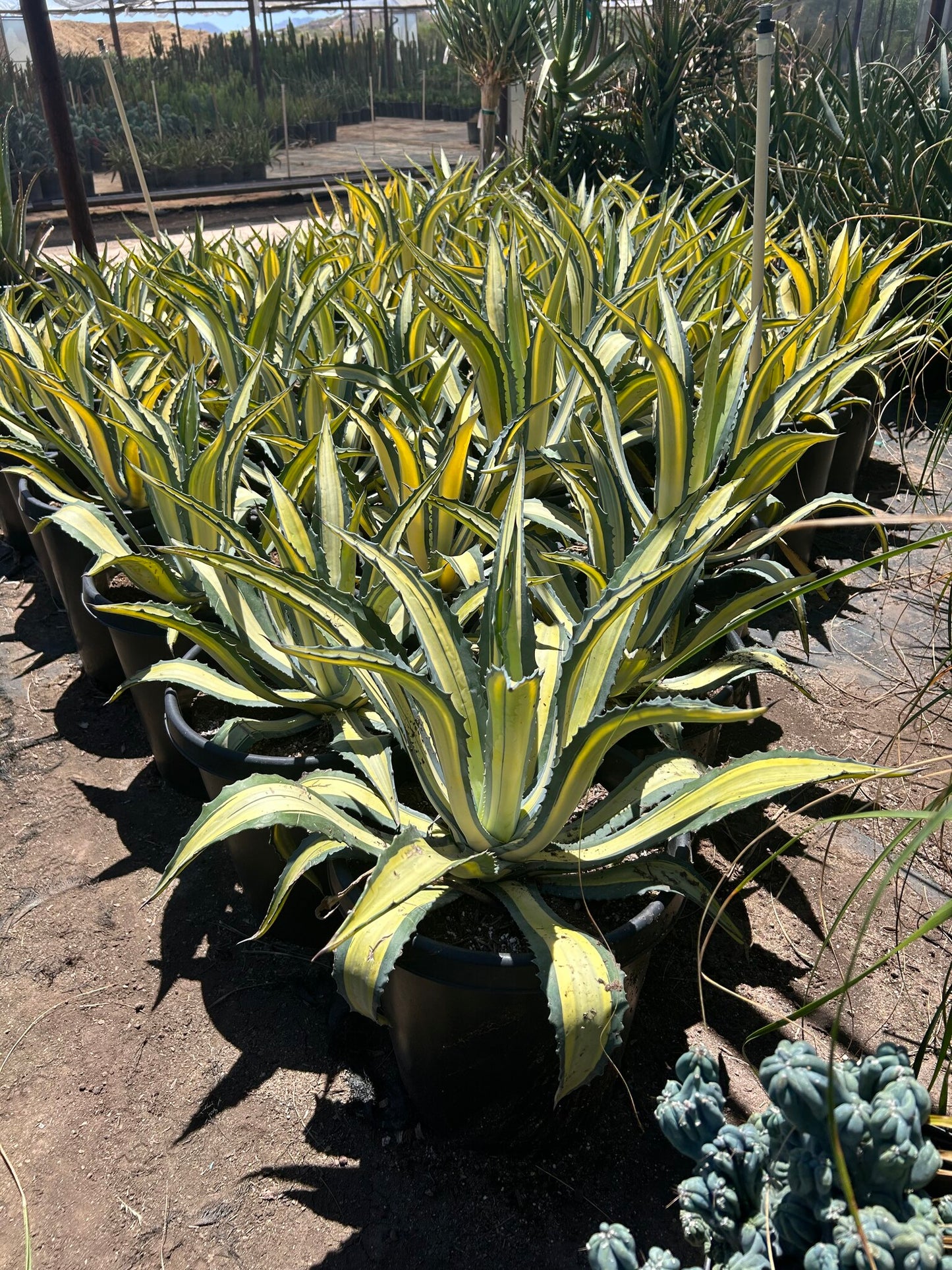 Yellow striped century plant