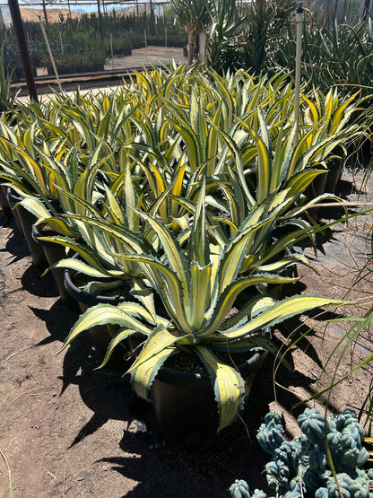 Yellow striped century plant
