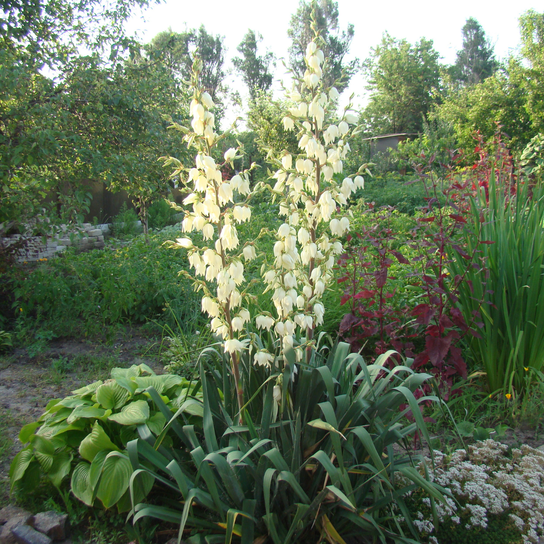 Yucca Pendula (soft tip)