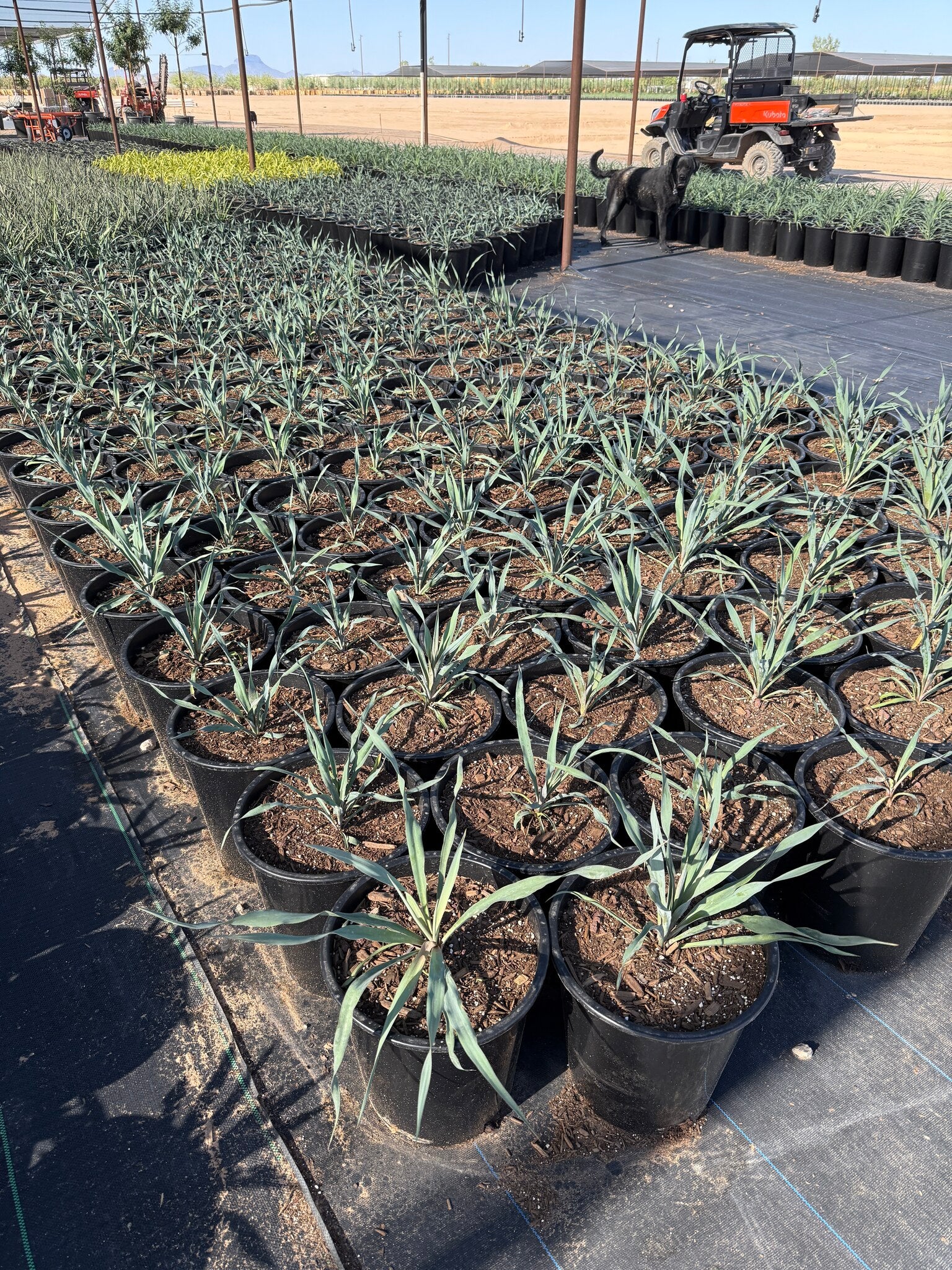 Buy Yucca Silver Anniversary Phoenix, AZ | Yucca | Three Timbers